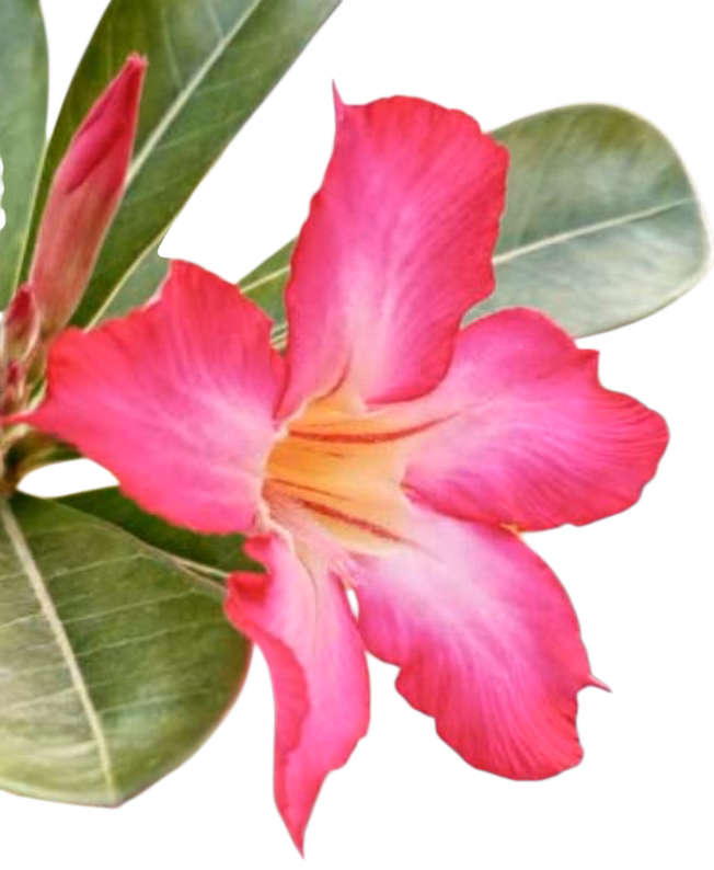 Photoroom_20250929_162835