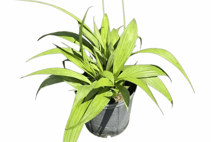 Persian Lime, Tahitian Lime, Bearss Lime – Citrus latifolia Plants