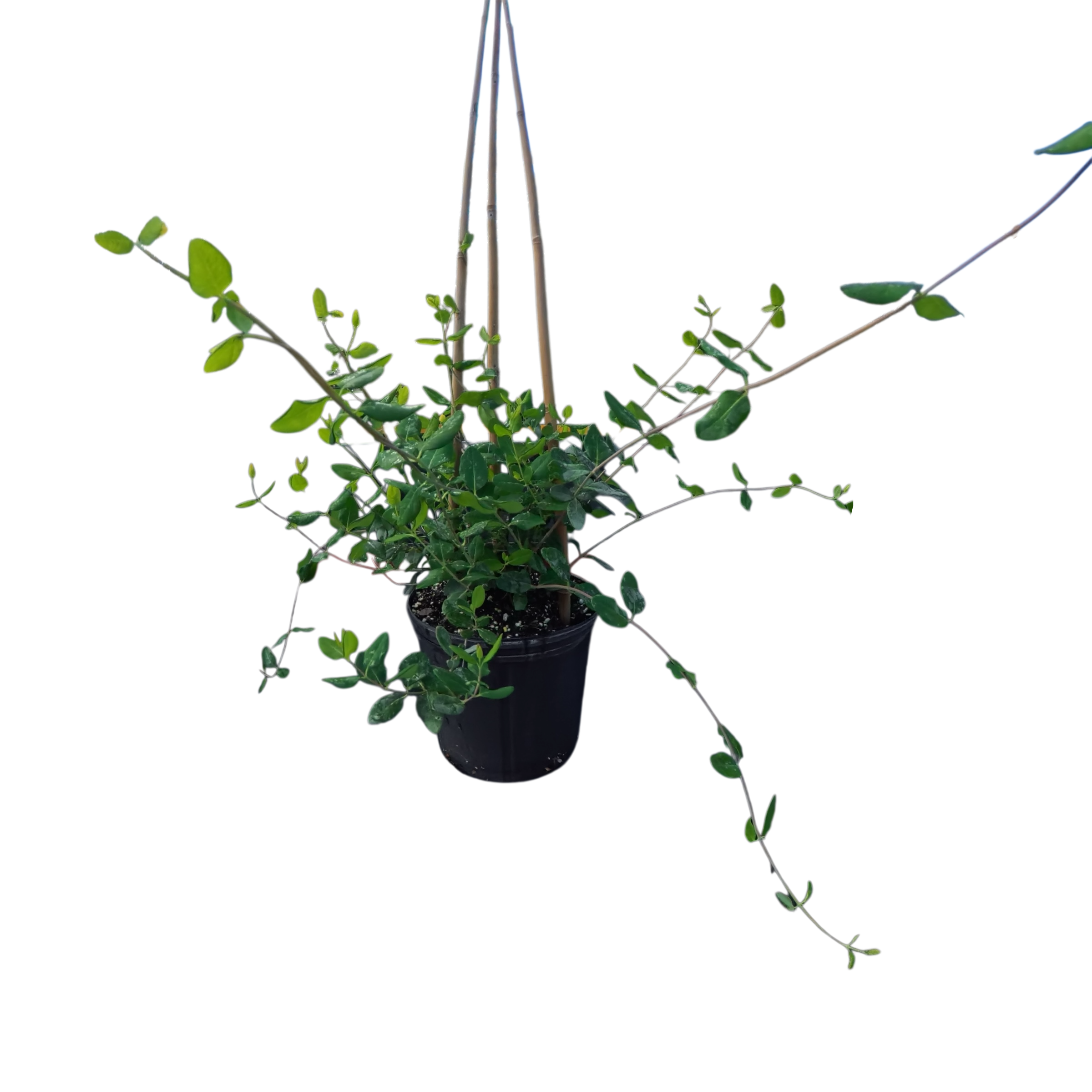 Photoroom_20260313_130211