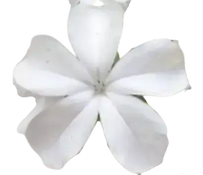 Photoroom_20260115_135150