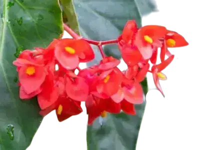 Photoroom_20260130_140855