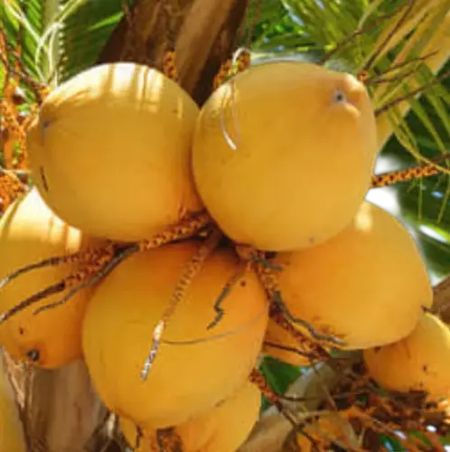 Photoroom_20260207_191838