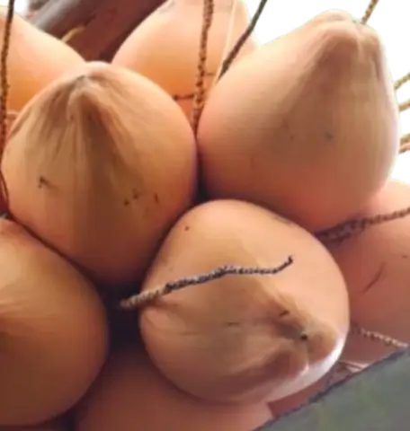 Photoroom_20260207_194114