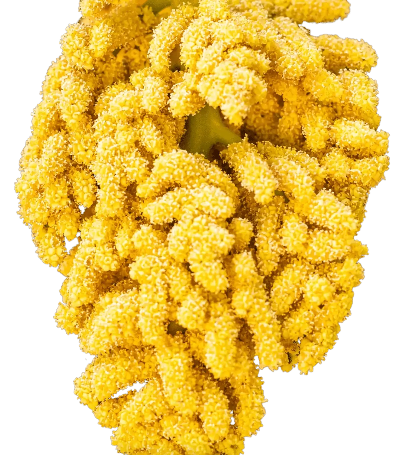 Photoroom_20260218_101602