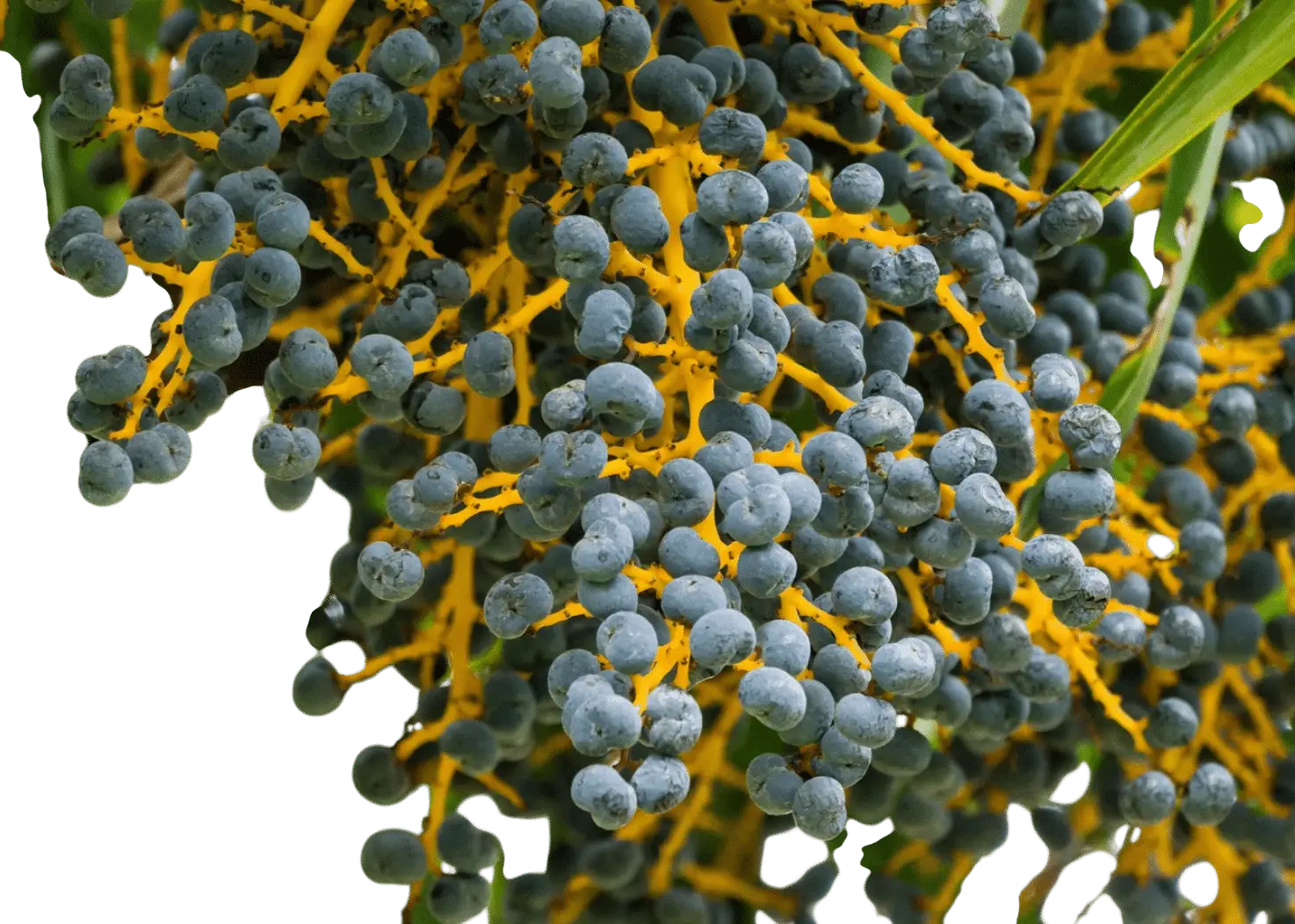 Photoroom_20260218_101635