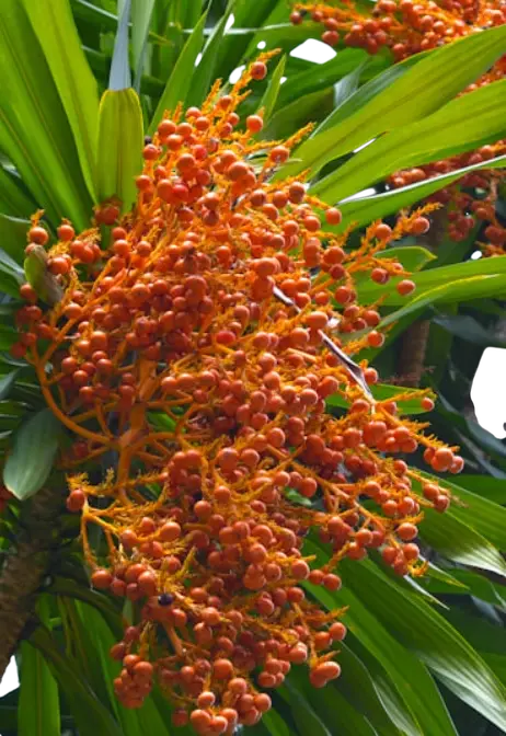 Photoroom_20260307_095141