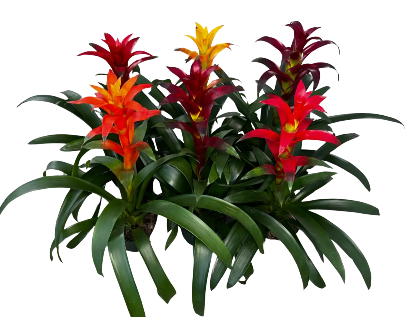 Photoroom_20260318_093956