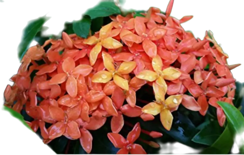 Photoroom_20260319_094219