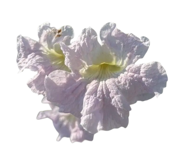 Photoroom_20260324_111910