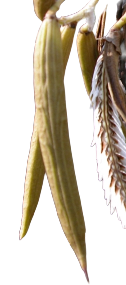 Photoroom_20260324_112356