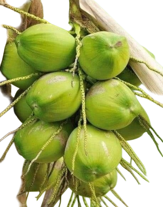 Photoroom_20260326_145346