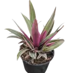 Oyster Plant - Variegated Dwarf, Rhoeo Plant, Moses in a cradle - Tradescantia spathacea 'Tricolor' Oyster Plant - Variegated Dwarf, Rhoeo Plant, Moses in a cradle - Tradescantia spathacea 'Tricolor' Image
