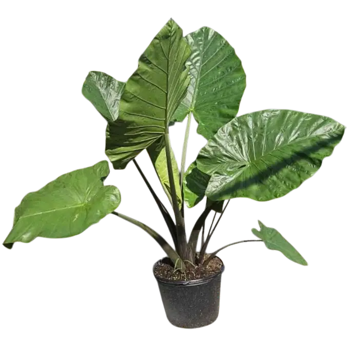 Photoroom_20260330_105450