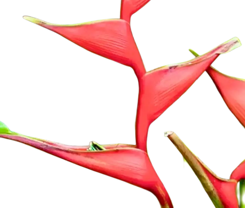 Photoroom_20260406_112921