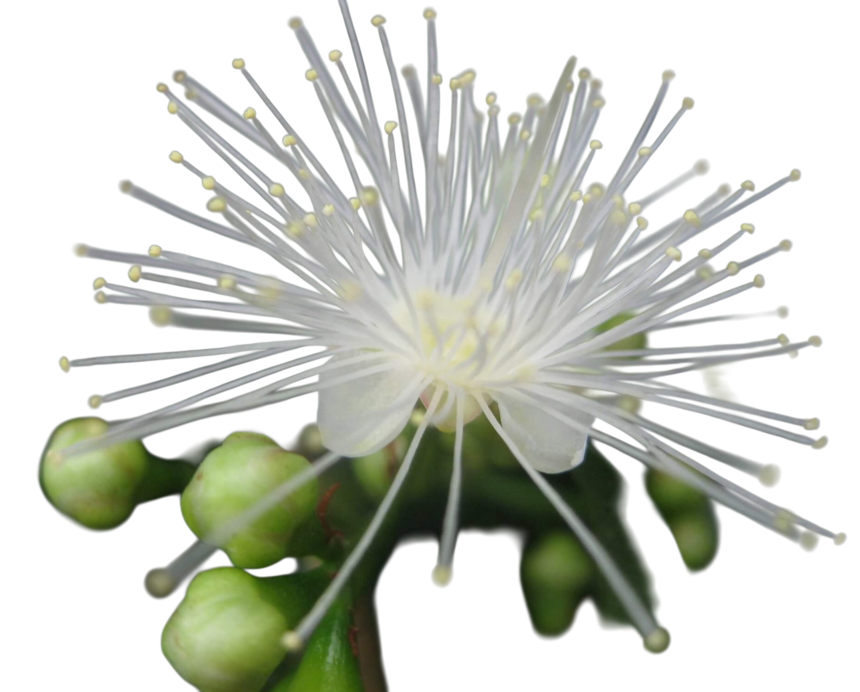 Photoroom_20260410_104842