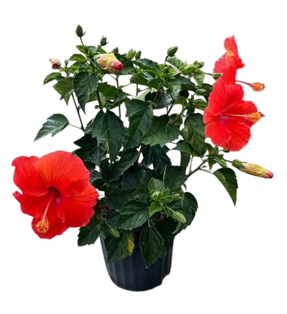 Photoroom_20260413_123312