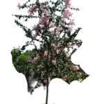 Tropical Hibiscus (Tree) - Hibiscus rosa-sinensis 'Anderson Crepe Tropical Hibiscus (Tree) - Hibiscus rosa-sinensis 'Anderson Crepe Image