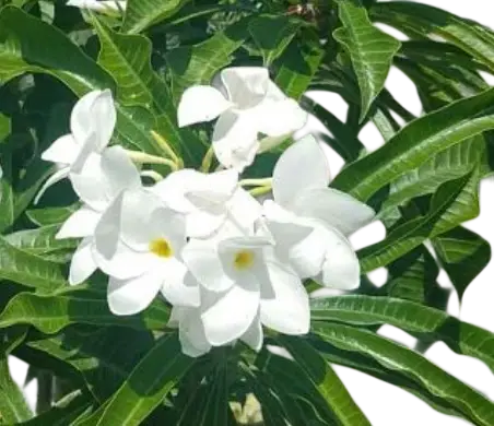 Photoroom_20260424_123418