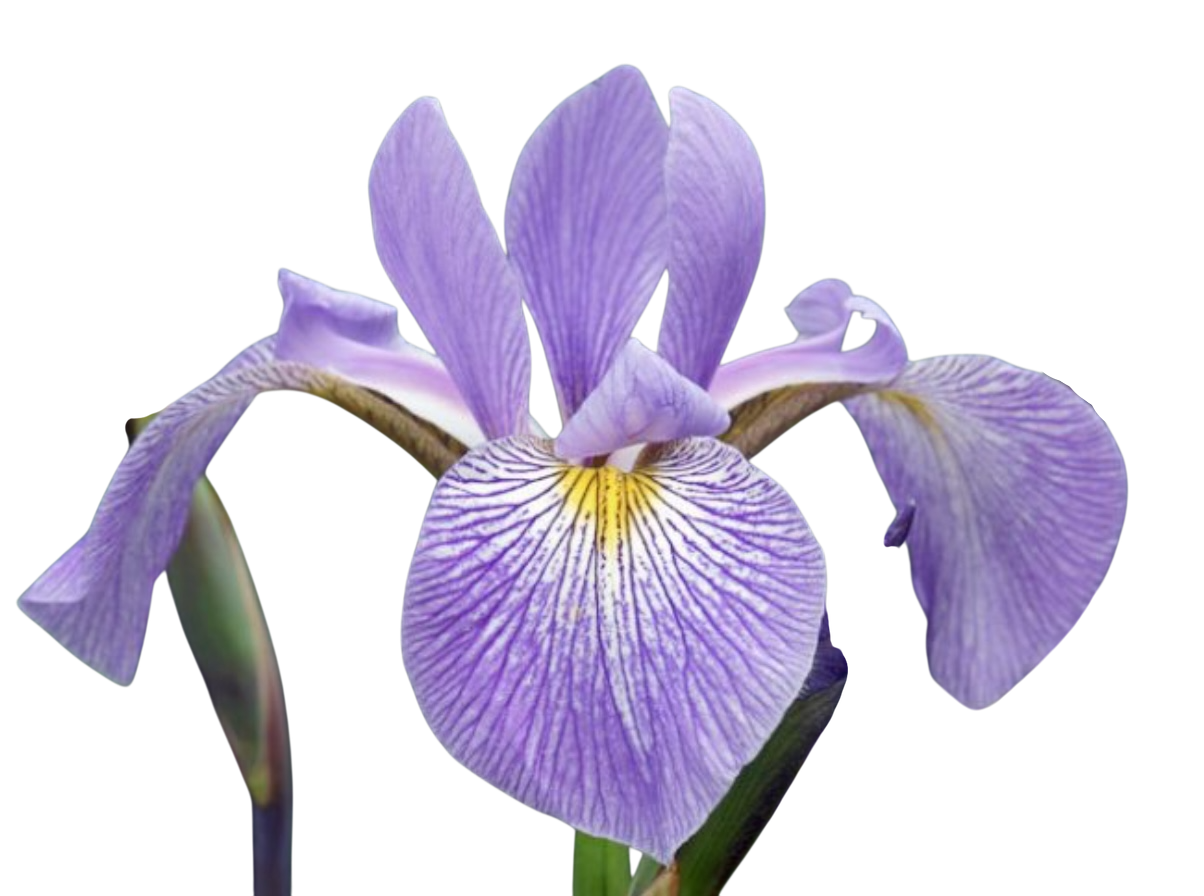 Photoroom_20260506_100212